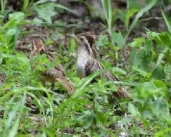 Tapera naevia