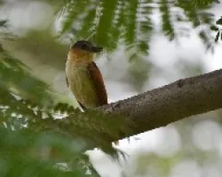 Pachyramphus aglaiae