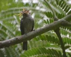 Pachyramphus aglaiae