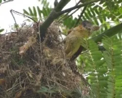 Pachyramphus aglaiae