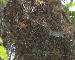 Pachyramphus aglaiae