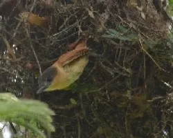 Pachyramphus aglaiae