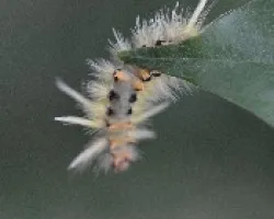 Oruga