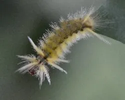 Oruga