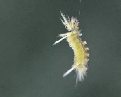 Oruga