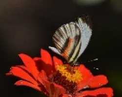 Mariposa