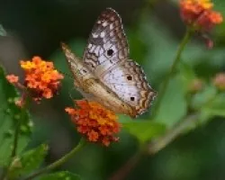 Mariposa