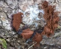  Myxomycete