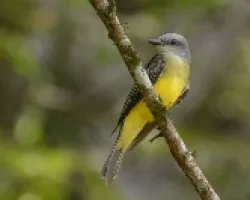 Tyrannus melancholicus