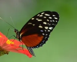 Heliconius hecalesia formosus 