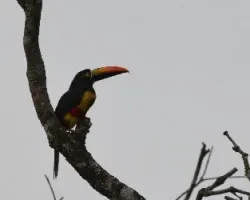 Pteroglossus frantzii