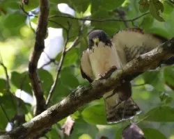 Buteo brachyurus