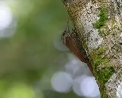 Lepidocolaptes souleyetii