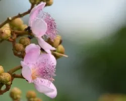 Bixa orellana