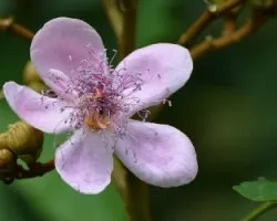 Bixa orellana