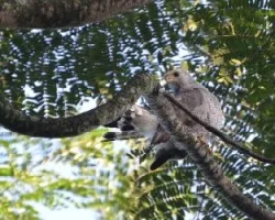 Buteo nitidus