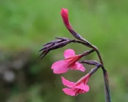 Platanilla