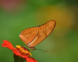 Dryas iulia moderata