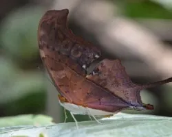 Marpesia petreus petreus