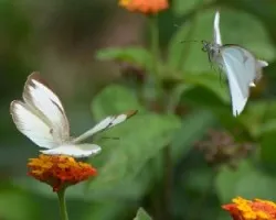 Mariposas