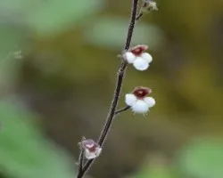 Florcitas