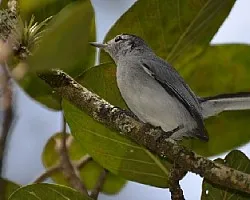 Polioptila plumbea
