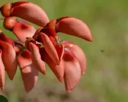 Oporornis agilis