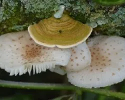 Hongos