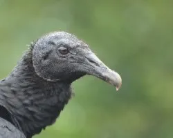 Coragyps atratus