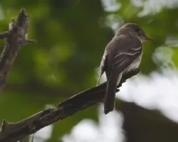 Contopus spp