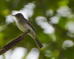 Contopus spp