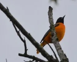 Icterus galbula