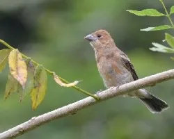Passerina caerulea