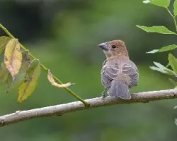 Passerina caerulea