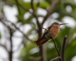 Amazilia rutila