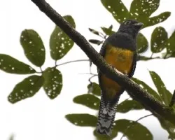 Trogon violaceus