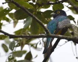Trogon violaceus