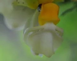 Stanhopea wardii (detalle labelo)