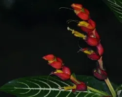 Sanchezia speciosa