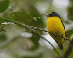 Euphonia hirundinacea