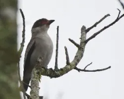 Tityra semifasciata