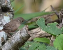 Troglodytes aedon