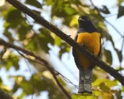 Trogon caligatus