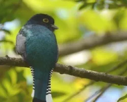 Trogon caligatus
