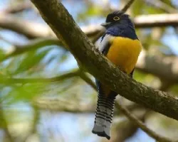 Trogon caligatus