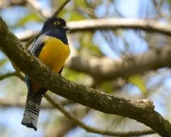 Trogon caligatus