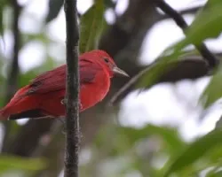 Piranga rubra