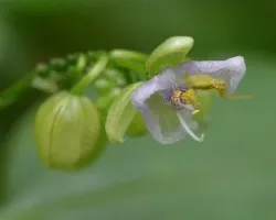 Commelina sp.