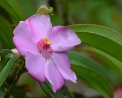 Topobea parasitica