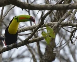 Ramphastos sulfuratus